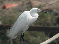 Little Egret