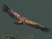 Griffon vulture (Gyps fulvus) © Phil Farrer