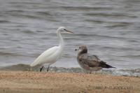 Swinhoe's Egret Egretta europhotes 노랑부리백로