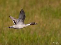 Northern Pintail (male)