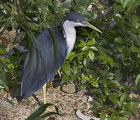 Crested-Heron-4609.jpg