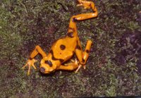 : Atelopus zeteki