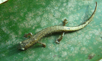 : Bolitoglossa engelhardti