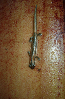 : Bolitoglossa occidentalis