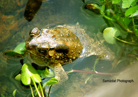: Bufo melanostictus; Gold Toad, Asian Toad;