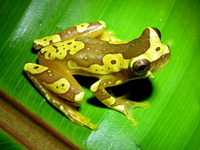 : Dendropsophus ebraccatus