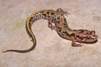 : Desmognathus orestes; Blue Ridge Dusky Salamander