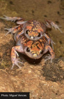 : Phrynomantis annectens; Marbled Rubber Frog