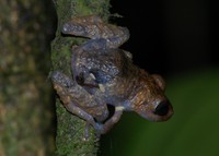 : Pristimantis pardalis
