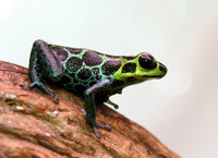 : Ranitomeya imitator; Imitating Poison Frog