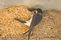 : Delichon urbica; House Martin