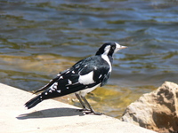 : Grallina cyanoleuca; Magpie, Mud Lark