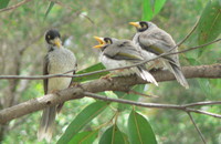 : Manorina melanocephala; Noisy Miner