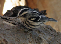 : Mniotilta varia; Black-and-white Warbler