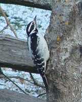 : Picoides villosus; Hairy Woodpecker