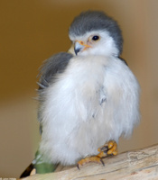 : Polihierax semitorquatus; African Pigmy Falcon