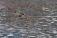 : Rallus longirostris; Clapper Rail