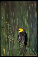 : Xanthocephalus xanthocephalus; Yellow-headed Blackbird