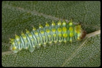 : Antheraea polyphemus; Polyphemus Moth