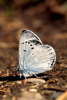 : Glaucopsyche lygdamus; Silvery Blue