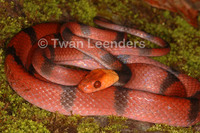 : Siphlophis compressus