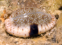 : Cypraea erosa