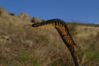 : Scolopendra cingulata