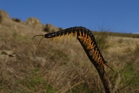 : Scolopendra cingulata