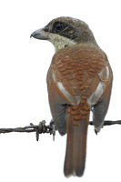 tiger shrike (adult )