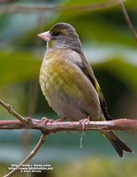 Grey-capped Greenfinch » Carduelis sinica