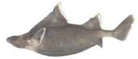 Prickly Dogfish - Oxynotus bruniensis