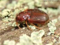 Bradycellus harpalinus