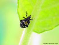 Tachyerges salicis