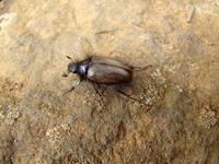 Pachydema keithi