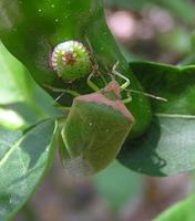 Nezara viridula