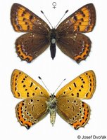 Lycaena helle - Violet Copper