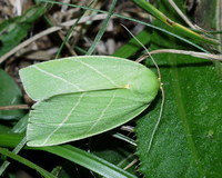 Bena bicolorana - Scarce Silver-lines