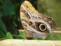 Caligo memnon