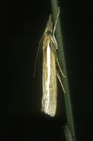Agriphila tristella