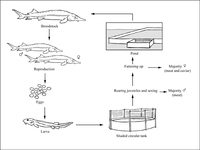 Siberian sturgeon production cycle