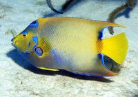 Holacanthus ciliaris, Queen angelfish: fisheries, aquarium