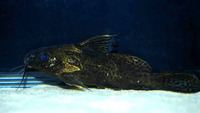 Synodontis robbianus, :