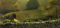 Galaxias postvectis, Shortjaw kokopu: fisheries