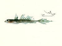 Callionymus semeiophor, :