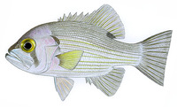 Glaucosoma scapulare, Pearl perch: fisheries