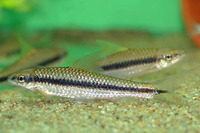 Crossocheilus langei, :