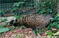 Malayan Peacock-Pheasant Polyplectron malacense