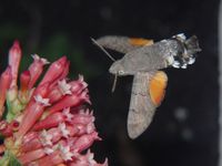 Macroglossum stellatarum - Humming-bird Hawk-moth