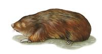 Image of: Chrysospalax trevelyani (giant golden mole)