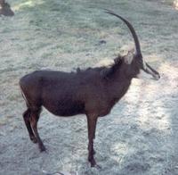 Image of: Hippotragus niger (mbarapi)